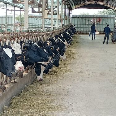  İzmir Selçukta satılık yüksek gelirli süt üretim çiftliği