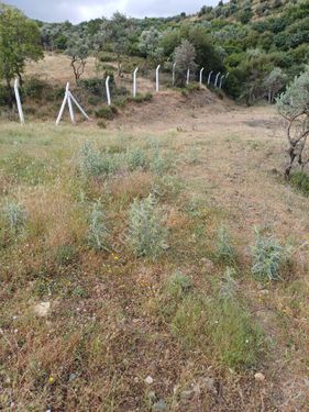 Kemalpaşa bağyurdu merkeze çok yakın yolu olan müstakil parsel 