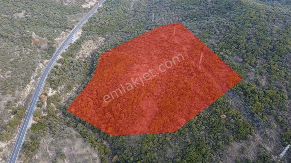 İZMİR URLA BİRGİ’de YATIRIMLIK TEK TAPU 47.000 m² ZEYTİNLİK