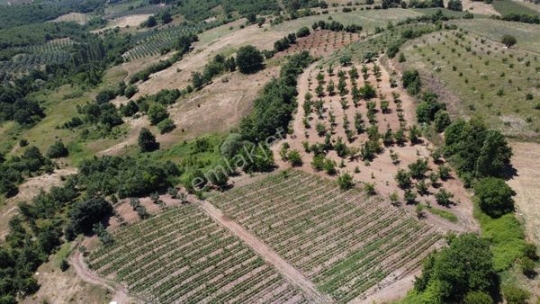 OĞULPAŞA'DA 4.300 M2 SATILIK TARIM ARAZISI