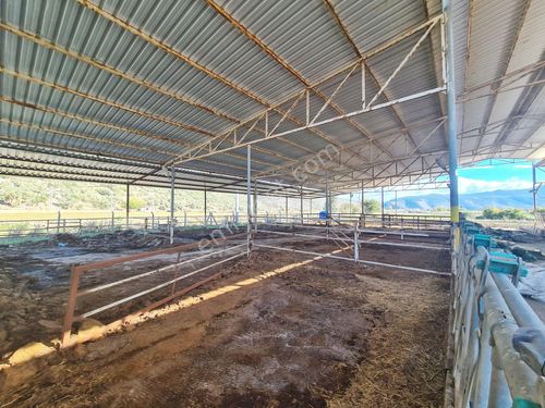  Sempati Gayrimenkul/ Bodrum-Milas'ta Satılık Süt Üretim Çiftliği