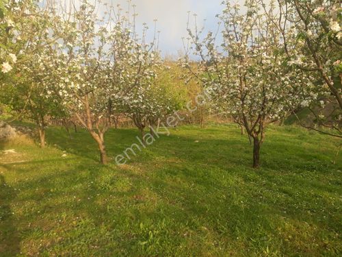 Fethiye Seydikemer Arsaköyün de 900 m2 Yanyana 2 Parsel Elma bahçesi Satılık.