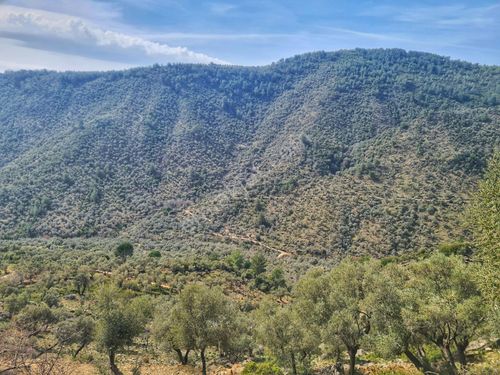  Sempati Gayrimenkul/ Yolu Ve Suyu Olan Küçük Parça Zeytinlik