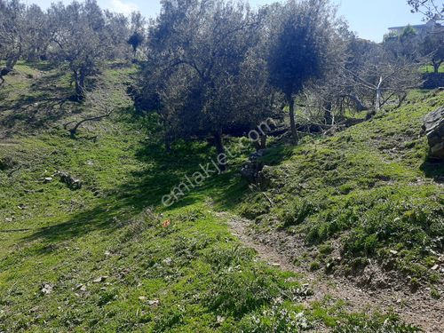   KALABAK MAHALLESİ  DOĞADA ZEYTİNLİK