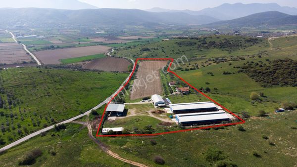  Tire Alacalı Mahallesinde Satılık 33.895 m2 alana sahip Çiftlik