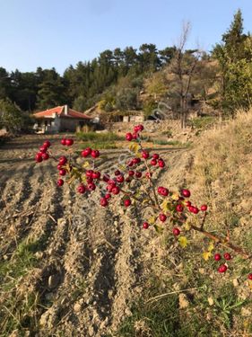 Muğla Dalaman Taşbaşı Mahallesinde Satılık Tarla