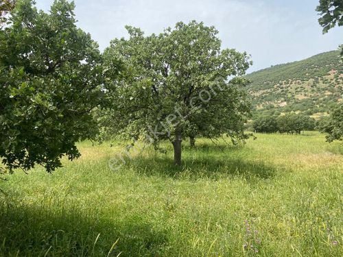  ÇANAKKALE AYVACIK KULFAL KÖYÜNDE KUPON TARLA