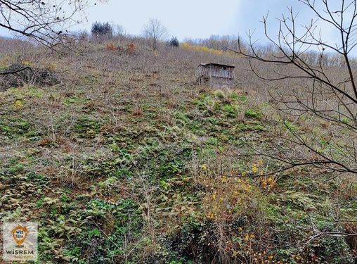 WİSREM GAYRİMUNKULDEN GİRESUN ESPİYE ACİL SATILIK FINDIK BAHÇESİ