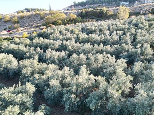  Toroslar 'da Arsa Satılık Yerleşime Yakın Gozne Yolu  Bayraktepe Civarı