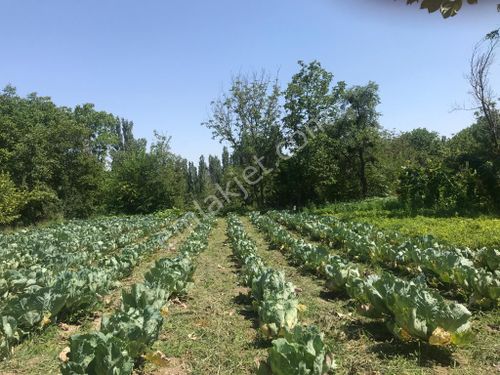  Eskişehir Günyüzü Gümüşkonak Mahallesi Satılık Tarla 
