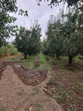EMNİYET EMLAK OFİSİ GÜRSU BURSA'DAN SATILIK GÜRSU AĞAKÖY 1300 M2 TARLA (ARMUT BAHÇESİ)