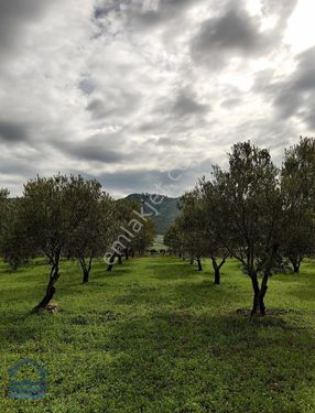 Foça Kocamehmetler Köyünde Yatırımlık Zeytin Bahçesi