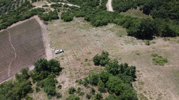 17 Dönüm Oğulpaşa'da Acil Satılık Arazi