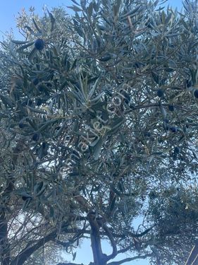 18 dönüm Arsa içerisinde 450 adet Zeytin Ağacı olan Arsamız Satılıktır 