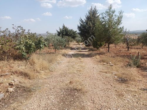 Oğuzeli Gürsu tapulu zeytin ve bağ 