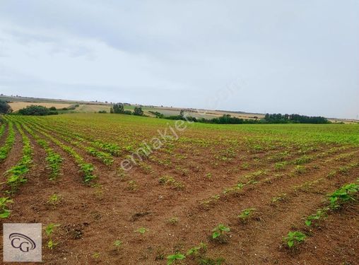 Tekirdağ-Ergene-Yulaflı'da Satılık (20 Dönüm) Tarla