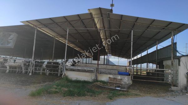  Milas'ta  50.000M2 Arsa İçerisinde Hayvan Besi Çiftliği SB1104