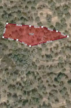  DİKİLİ ÜMMETOĞLU'NDAN  (1.500 m2 ) KIROBA KÖYÜNDE YATIRIMLIK ZEYTİNİLİK