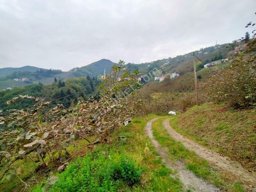 KAÇMAZ EMLAKTAN TRABZON AĞILLI MAHALLESİNDE SATILIK ARSA