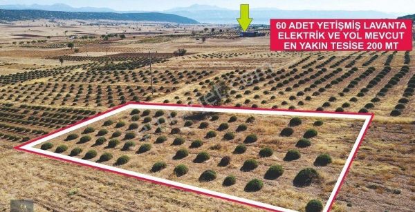 Isparta Keçiborlu Kuyucak Köyünde 1201 M2 Satılık Lavanta Tarlası