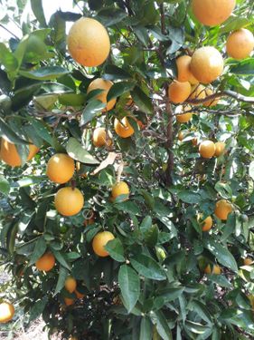 Icinde portakal, zeytin  bulunan guzel bir  bahçe. 