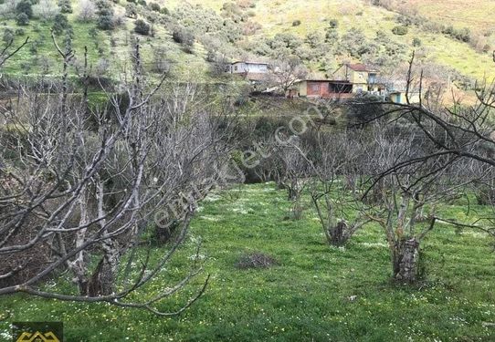 Tire satılık tarla Başköy de 4000 m2 incir ve zeytin mevcut
