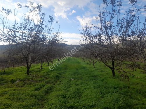  BURSA MUSTAFAKEMALPAŞA DÖLLÜK KÖYÜ 7444 M2 SATILIK CEVİZLİK