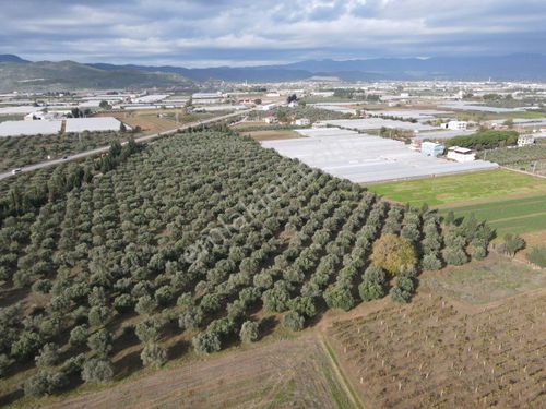  ÜÇ ELMASTAN MENDERES DEVELİ KÖY İÇİNDE ANAYOLA SIFIR BAHÇELER