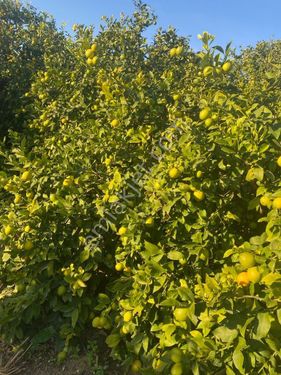 Erdemli Elvanlı'da satılık limon bahçesi