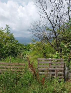 Kabakdağı köyü merkezde SATILIK arazi ve fındık bahçesi
