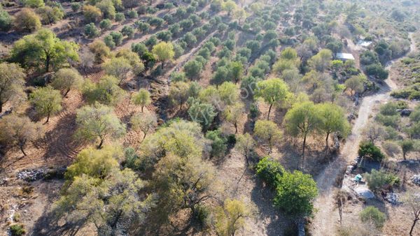  Marmaris Söğütte Yola Cepheli Deniz Manzaralı Satılık Tarla