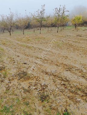 Menemen Görece'de Satılık Zeytin ve Meyve Bahçesi