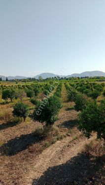 GHO'DAN ORTACA FEVZİYEDE SATILIK TARLA (MEYVE AĞAÇLARI VAR)