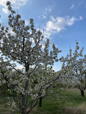 ISPARTA merkez,Uluborlu da satılık kiraz bahçesi 