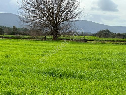  Bodrum Mumcular'da Yerleşim Alanına Yakın Yol Cepheli Satılık Tarla SB1239