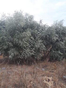  Tombul Emlaktan  Şimşelli Mahallesinde Satılık Zeytin Bahçesi