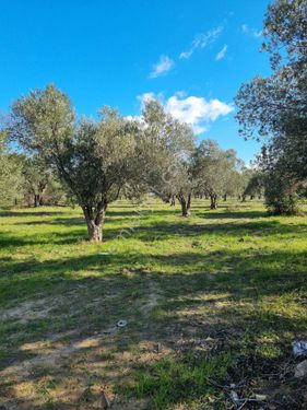  EGENİN İNCİSİ GEYİKLİ'DE 490 m2 SATILIK İMARLI ARSA HAN EMLAKTAN