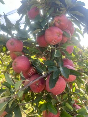 yatırımlık elma bahçesi 6 sene kendini amorti eder