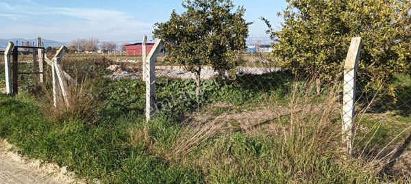 aydın söke Bağarası mah.satilik mandalina bahcesi