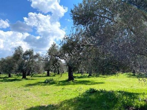 Gömeç Hacıoğlu Mahallesinde Zeytin Ağaçlarıyla Dolu, Satılık 3.273 m2 Zeytinlik ve Hobi Bahçesi!