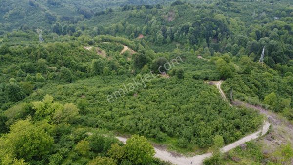 MÜKEMMEL DOĞA MANZARALI 6.439M2 FINDIK BAHÇESİ