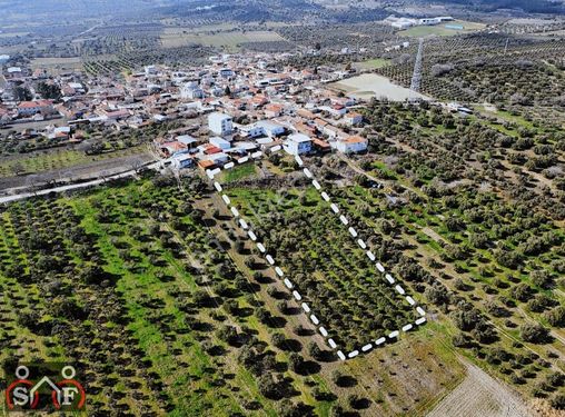 Manisa Şehzadeler Halıtlı da Satılık 9.500 m2 Köy İçi Zeytinlik
