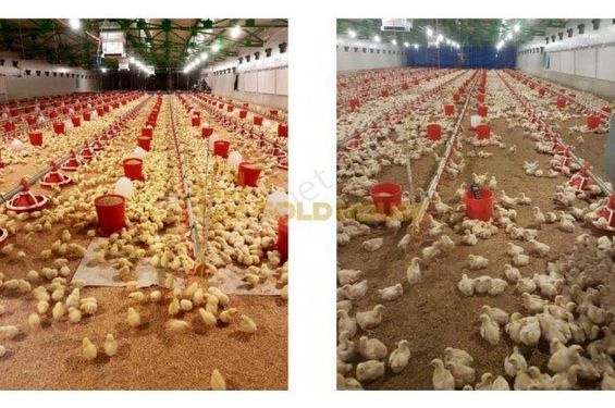  GoldHouse dan Satılık Bilecik Künceğiz de Faal Tavuk Çiftliği