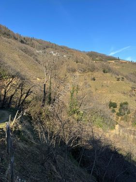  HASAN HÜSEYİN İNANÇ GAYRİMENKULDEN GİRESUN  DUROĞLU DEMİRCİ MAH. 9.400 M2 SATILIK FINDIK BAHÇESİ