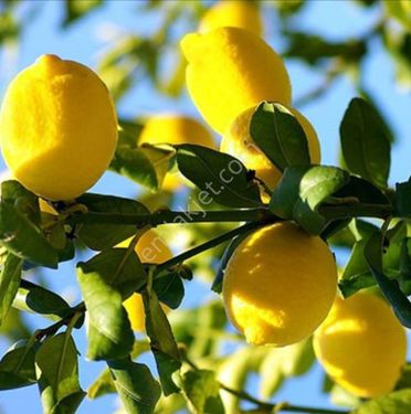 Zeytin ve limon bahçesi su yol elektrik var 