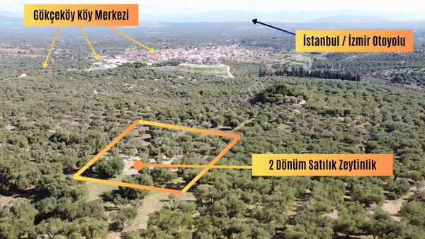  Manisa Gökçeköy’de 2 Dönüm Yolu Açık Parselli Satılık Zeytinlik