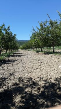  Çameli Merkezde yatırımlık 5.500 m2 alanında elma bahçesi