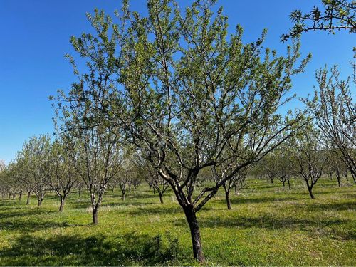 Döşemealtı Dağbelin De 12.035 M2 Satılık Bağdem Bahçesi