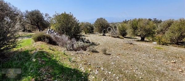 AFACAN dan Zeytindağ da Satılık Zeytinlik