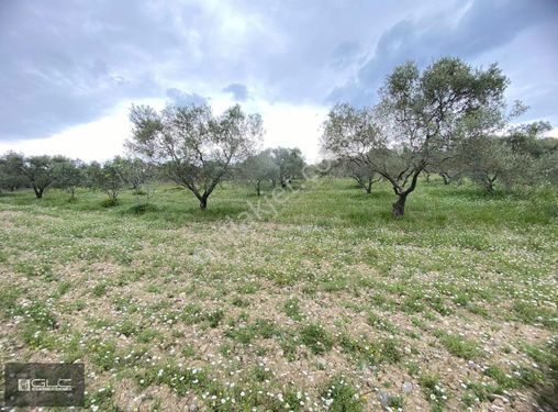 İZMİR BUCA DOĞANCILAR KÖYÜ 8500.M2 240. ADET AĞÇLI SATILIK TARLA